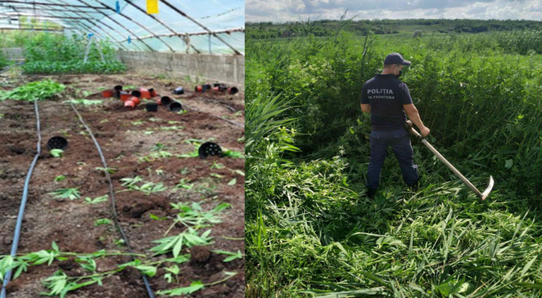 În căutarea canabisului în Moldova