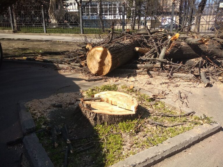 Platani sănătoși distruși