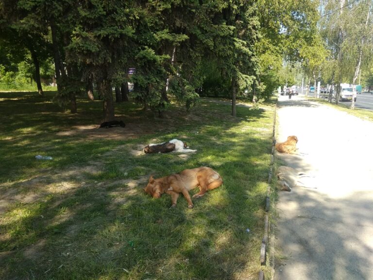 Îngrijirea câinilor în Chișinău