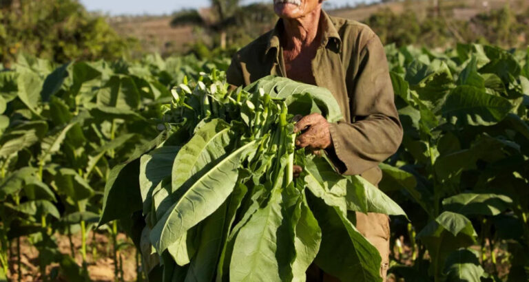 Молдавские министерства ведут табачную войну