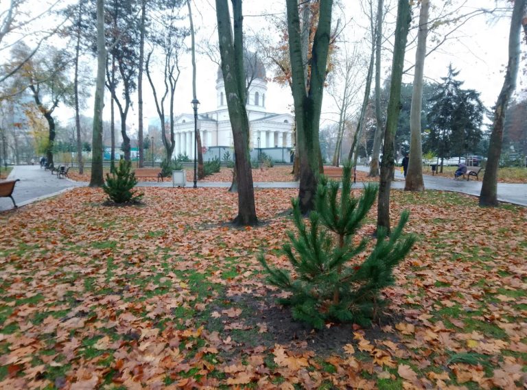 Ботанический сад в центре города