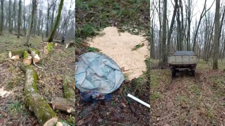 Не спросили ясеня