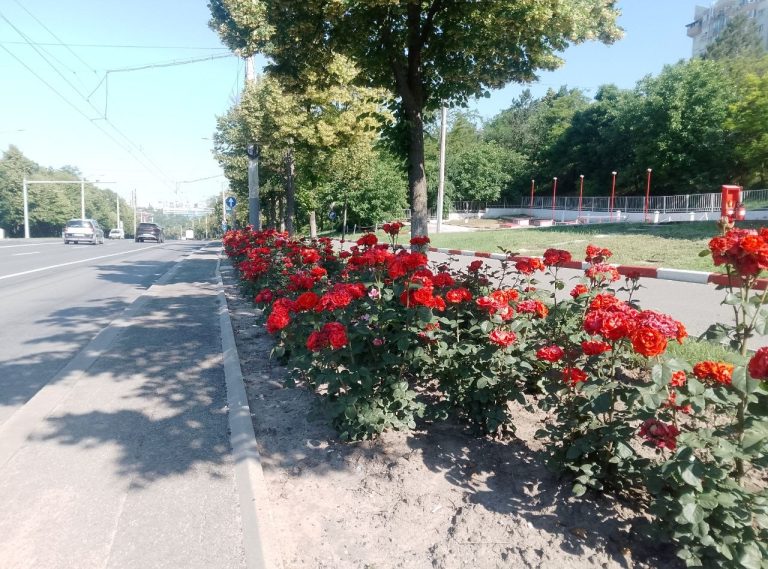 Улица расцвела